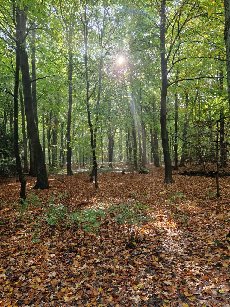 Wohltuendes Waldbad Sonnenstrahlen fallen durch das Blätterdach eines grünen Buchenwaldes.